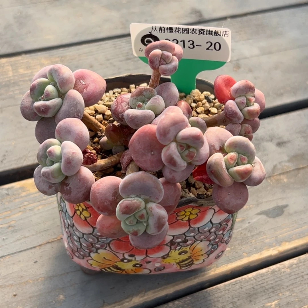 多肉一物一拍0213-20