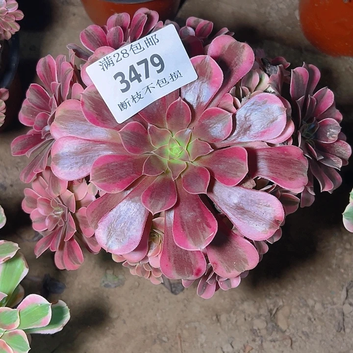 3479美杜莎多肉植物