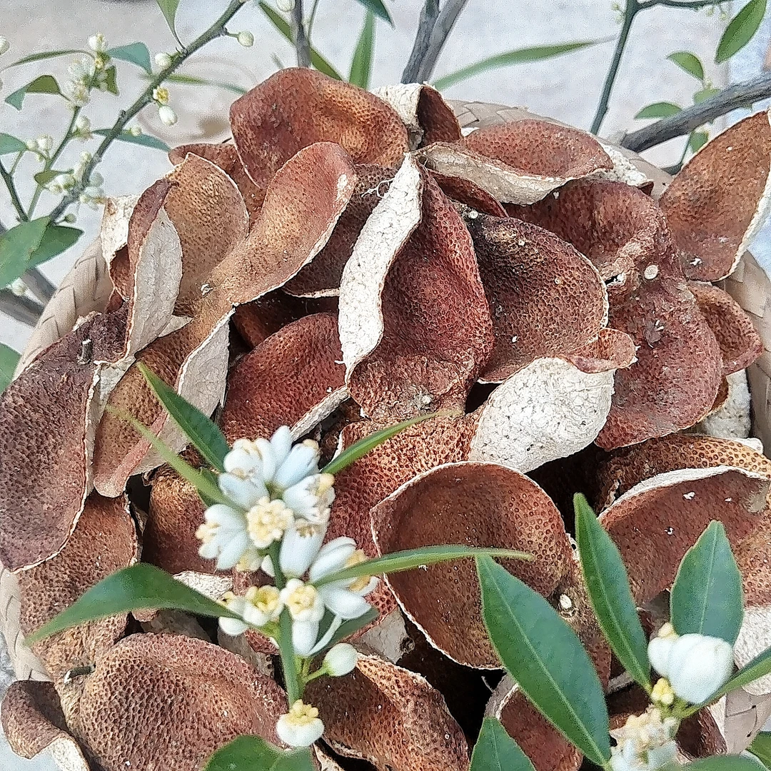 【2020年新皮】浦北陈皮 精心囤货大红皮