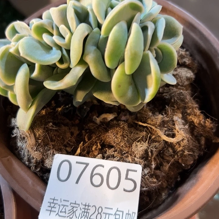 幸运的是我还在努力