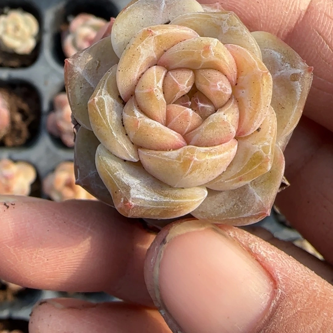 多肉小卡拉米糖心一物一拍