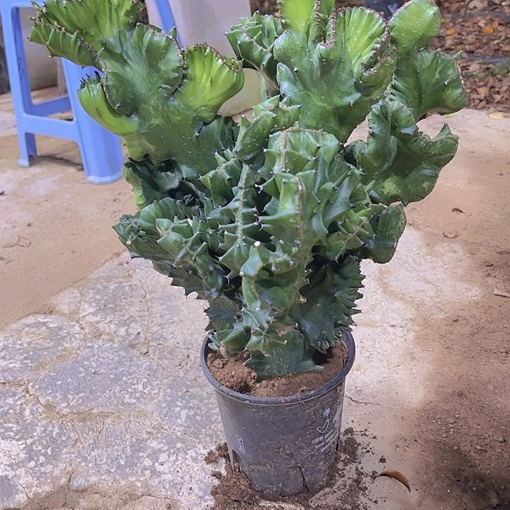 大戟科植物玉麒麟