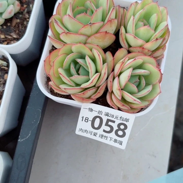 牡丹亭多肉植物多肉多多