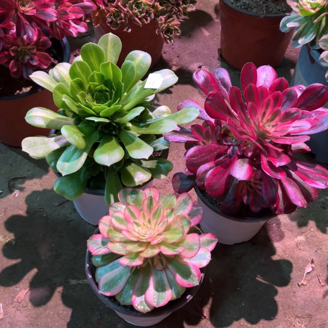 多肉植物法师3颗616