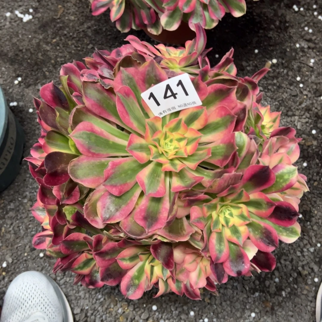 我是真的很喜欢这个