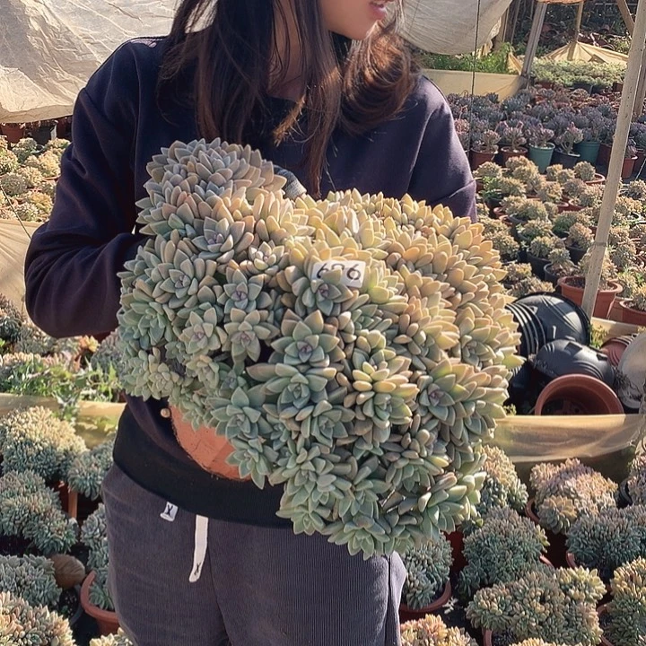 696 淡雪缀 一物一拍