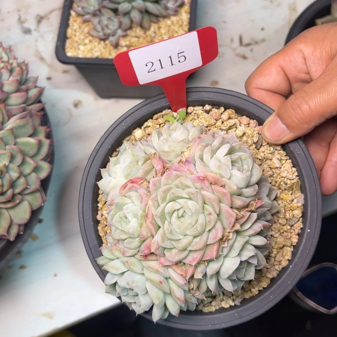 ?***?2115肉多哦多么多哦