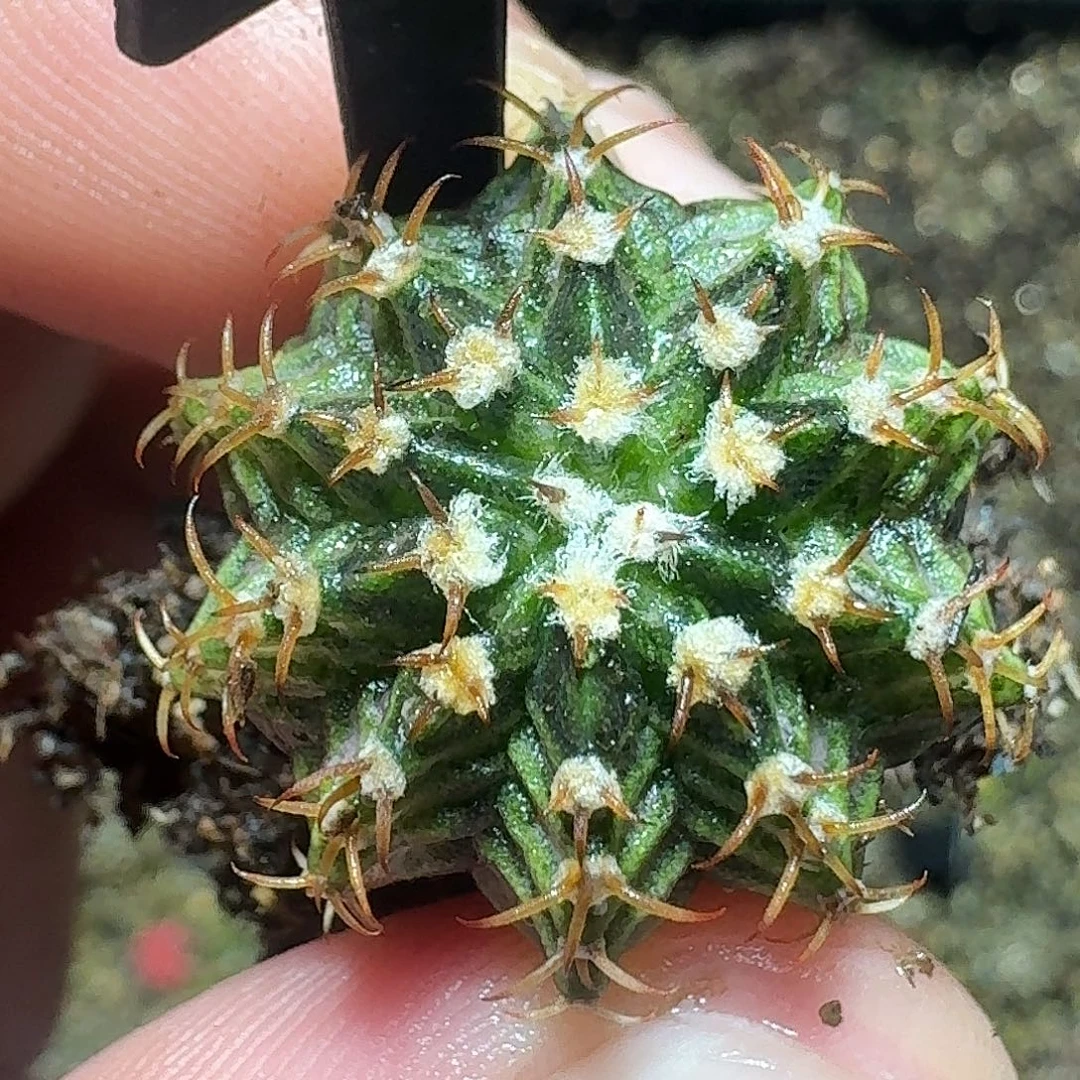 米哈实生自然锦182