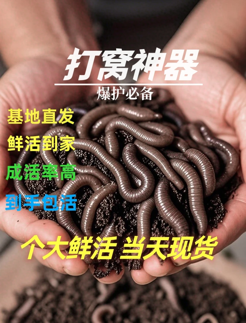 现货蚯蚓鲜活特大号鱼饵黄鳝特臭钓鱼活饵便宜活体黑蚯蚓青蚯蚓