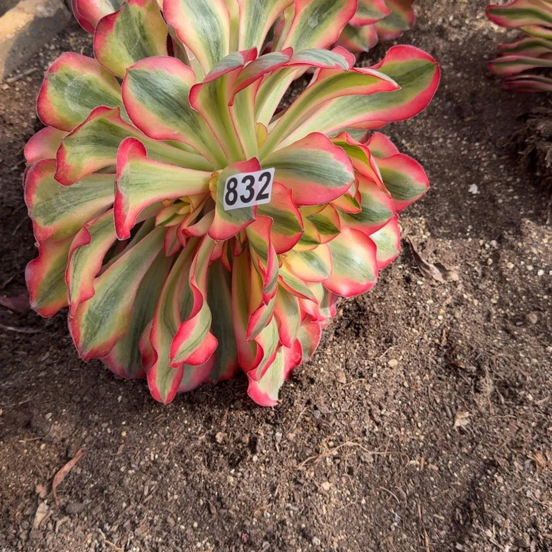 832多肉植物爱丽丝多肉