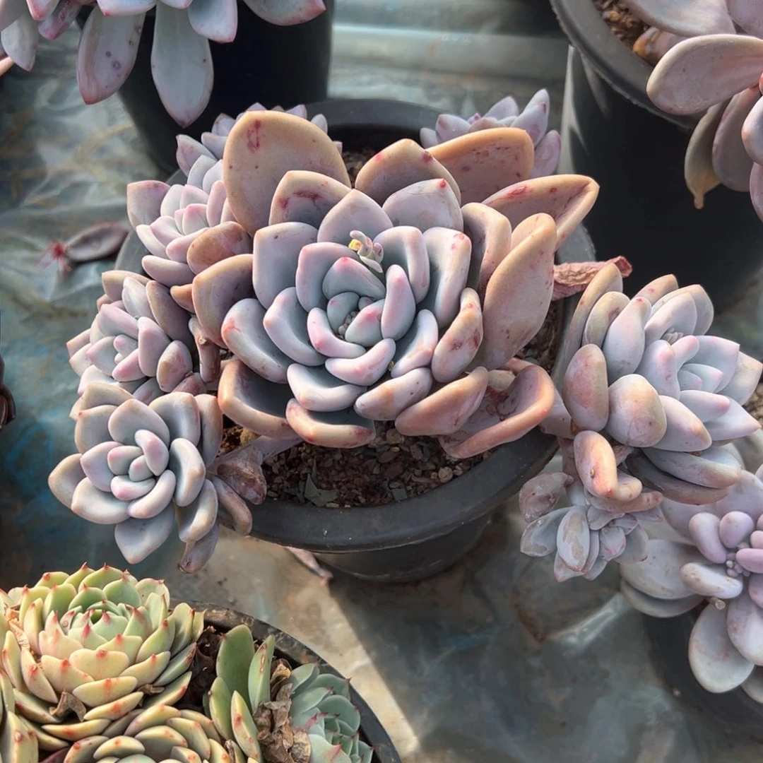 植*奥普多肉寄养多肉