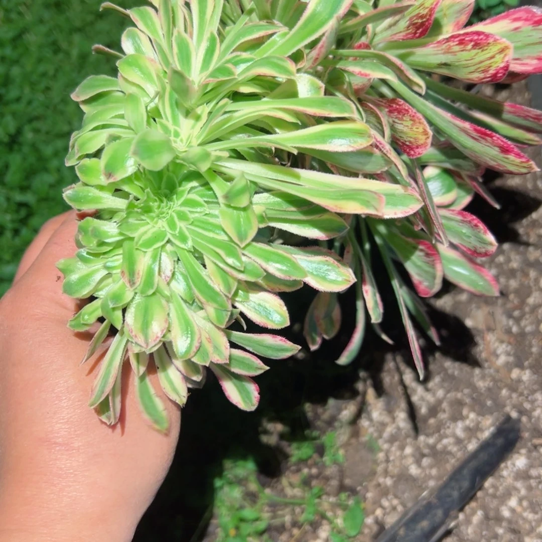 668 号多肉植物法师新年福利