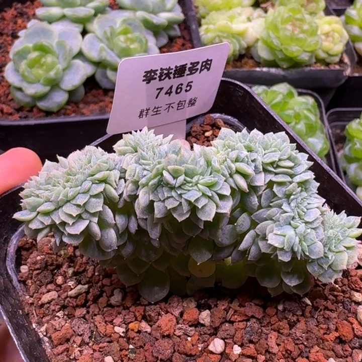 7465纸鸢缀化一物一拍7cm盆