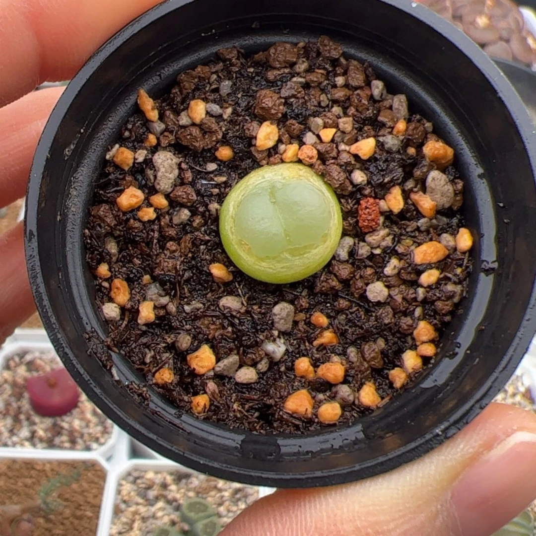 拉登 多肉植物多肉植物