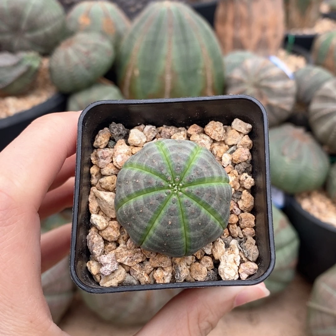 12布纹球精品一物一拍