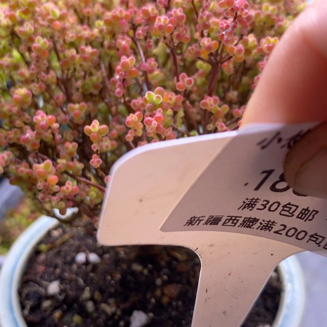 黑*A188蜜桔糖球不带盆。