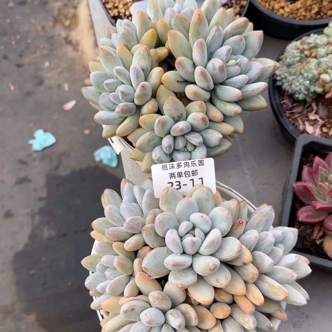 -***y23-11香锁两颗组合多肉植物