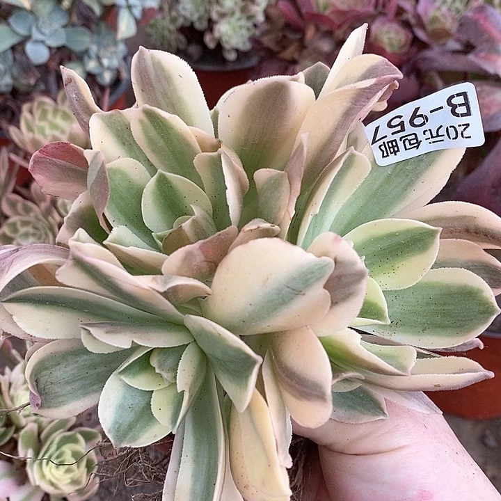 957香炉盘白锦多肉植物福利