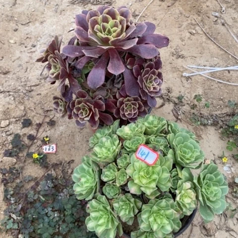 两颗法师一物一拍