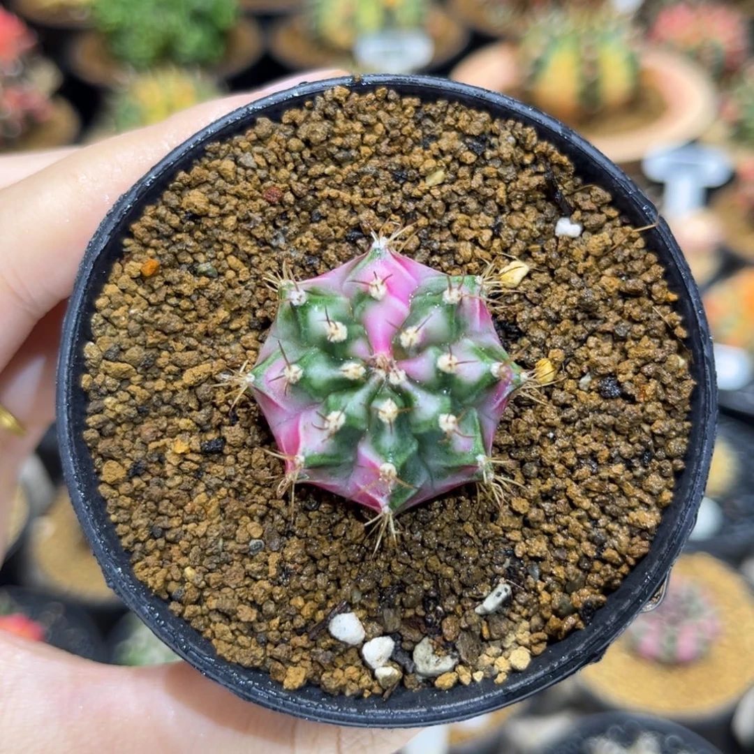 3.1cm普卡妈妈家粉钻侧