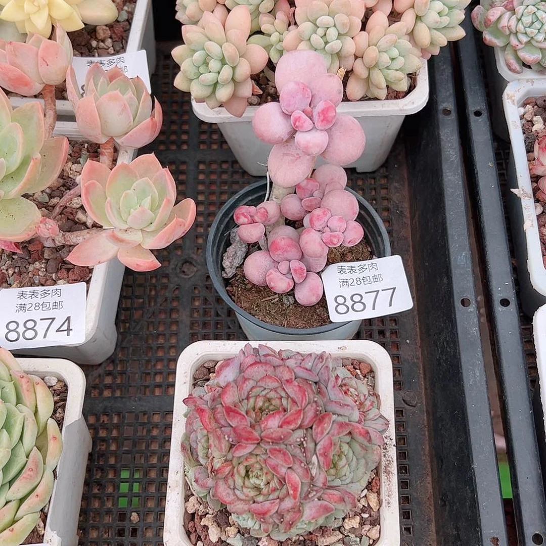 无花朵暴****瘦多肉一物一拍8877