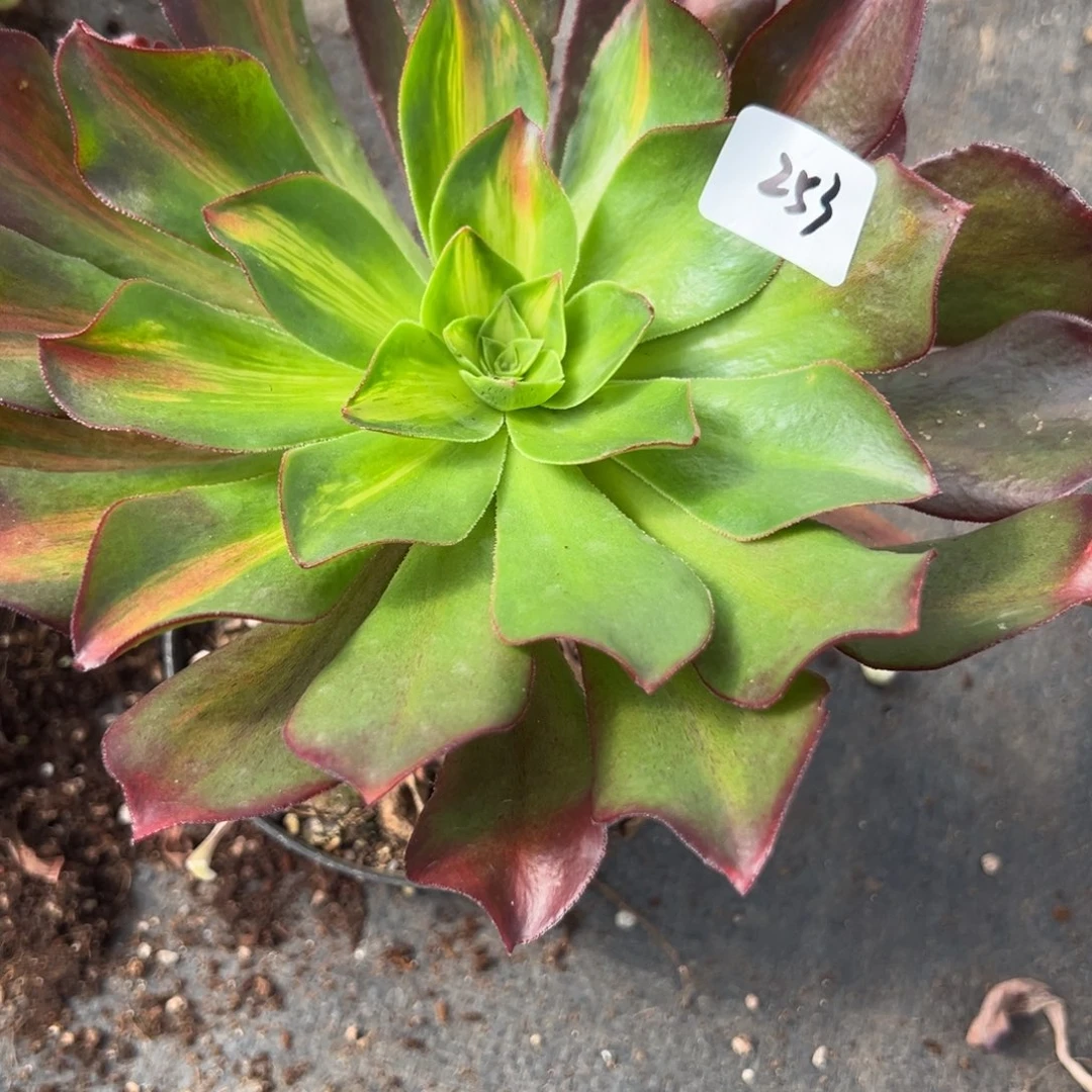 253魅影中斑多肉多肉多肉