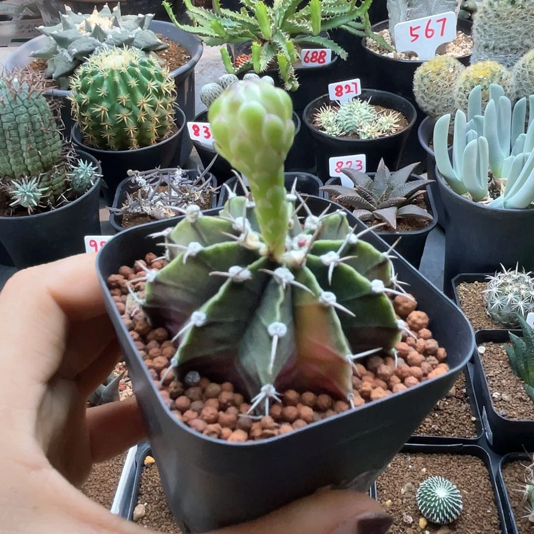 实生肋骨牡丹锦仙人球