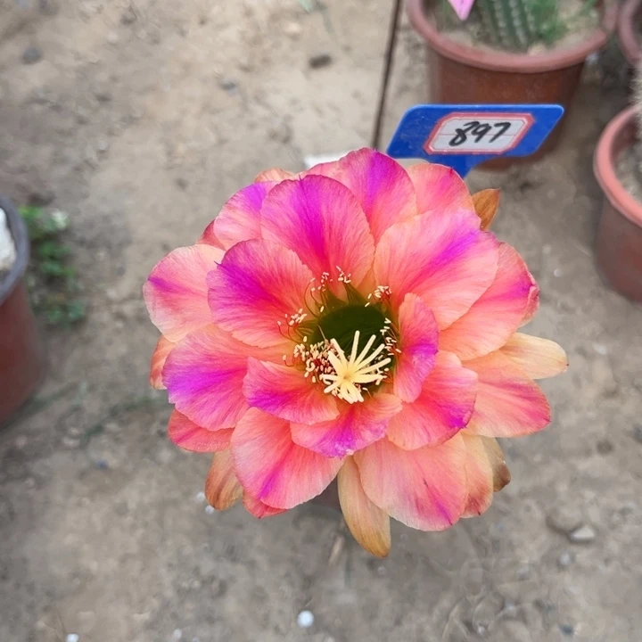 897。毛花柱粉条纹瑕疵球