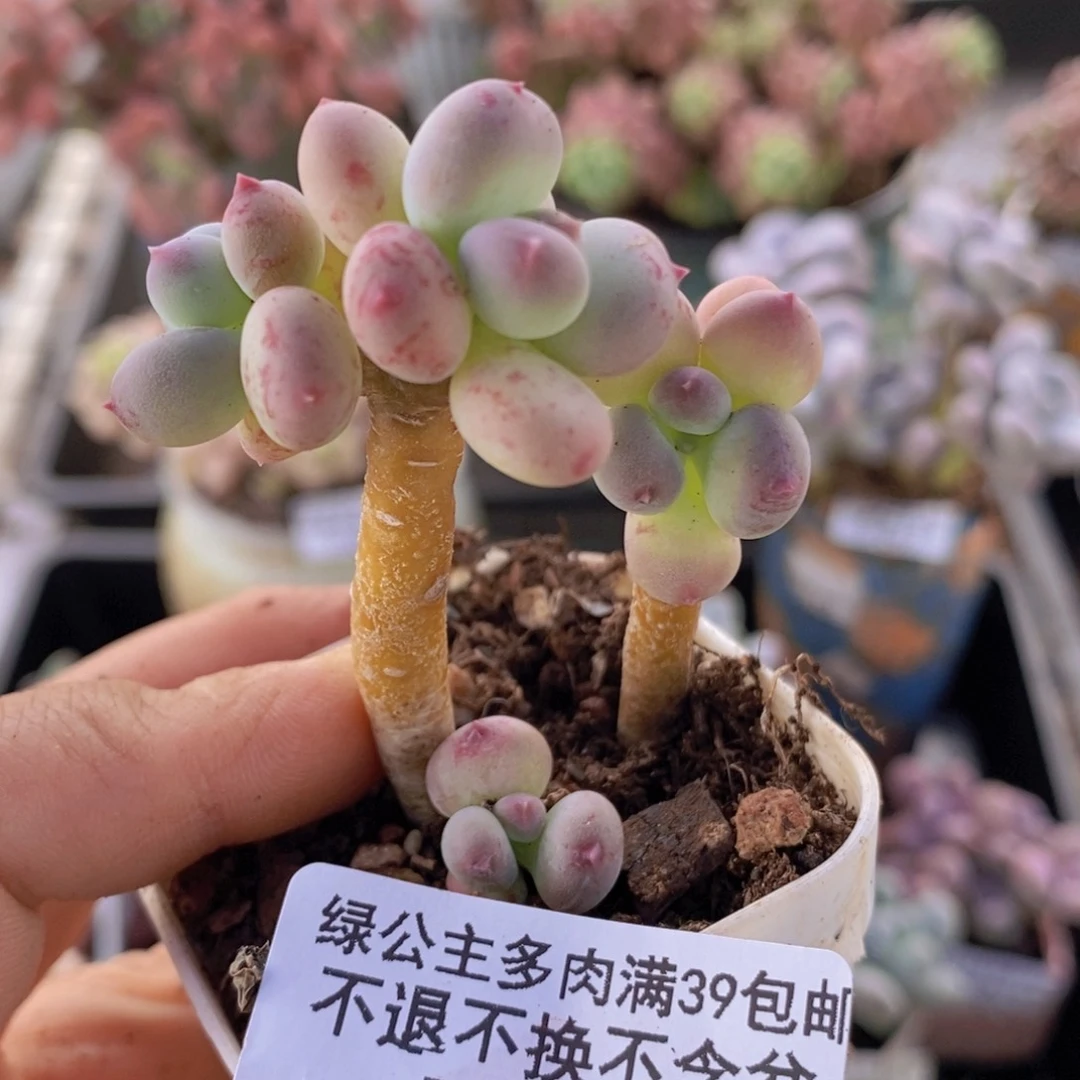 四代苹果奶4cm315多肉植物