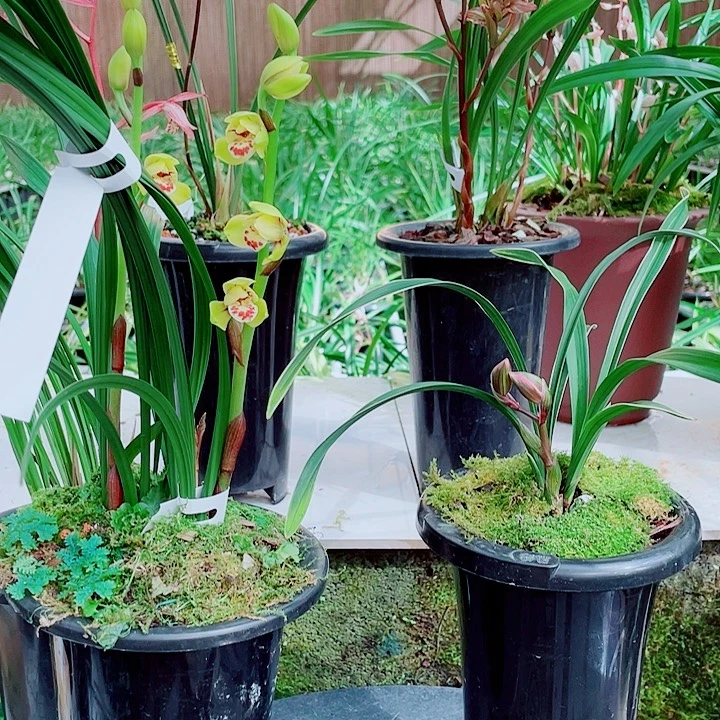 重***品无花朵一物一漂亮开