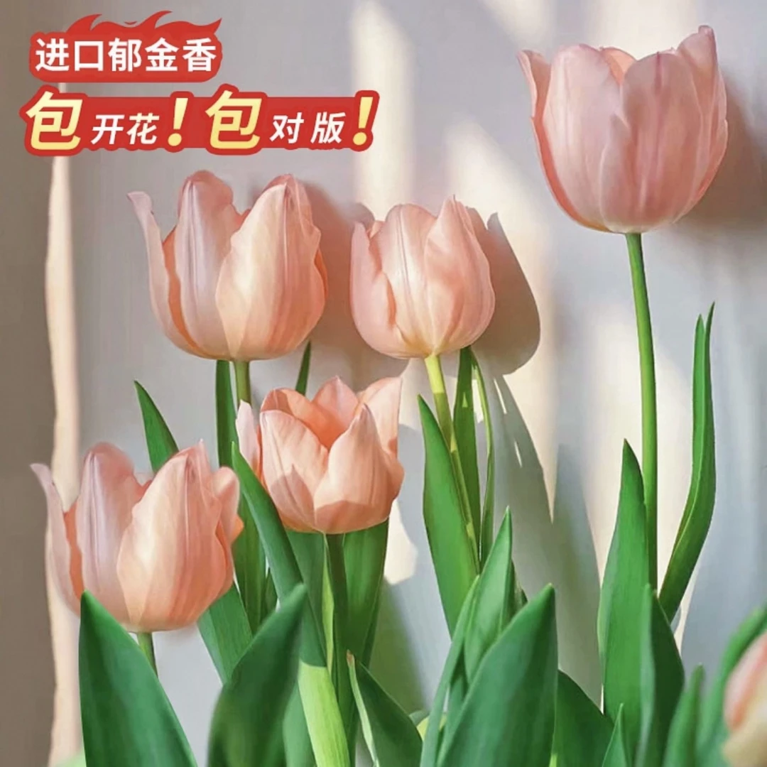 水培郁金香种球大号种子盆栽成活带芽花苞土培种植开花进口正版