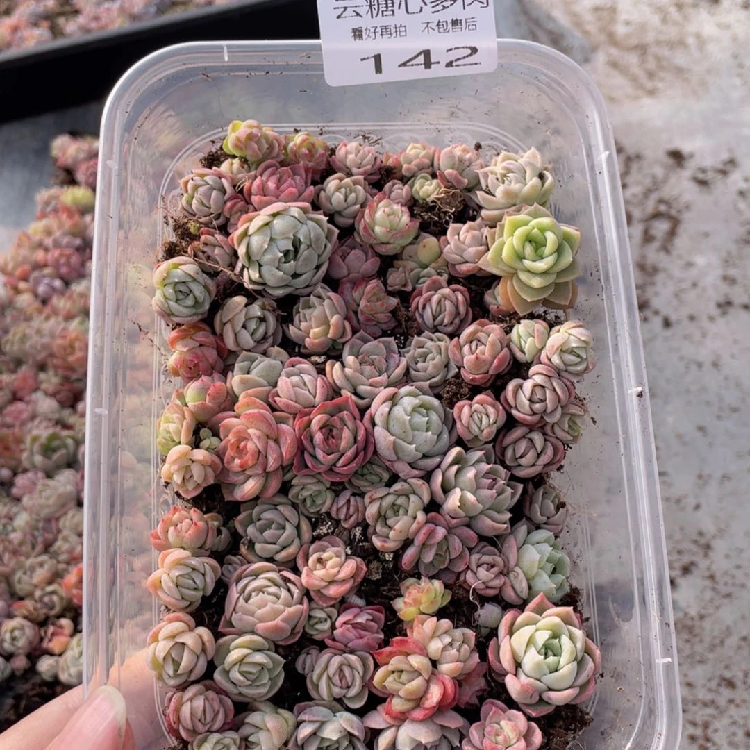 云糖心多肉植物142