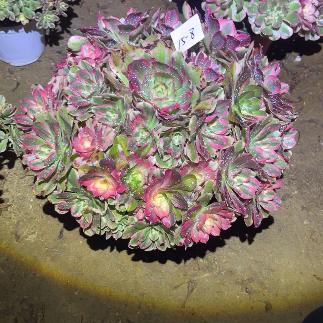 12-15-8男神法师锦