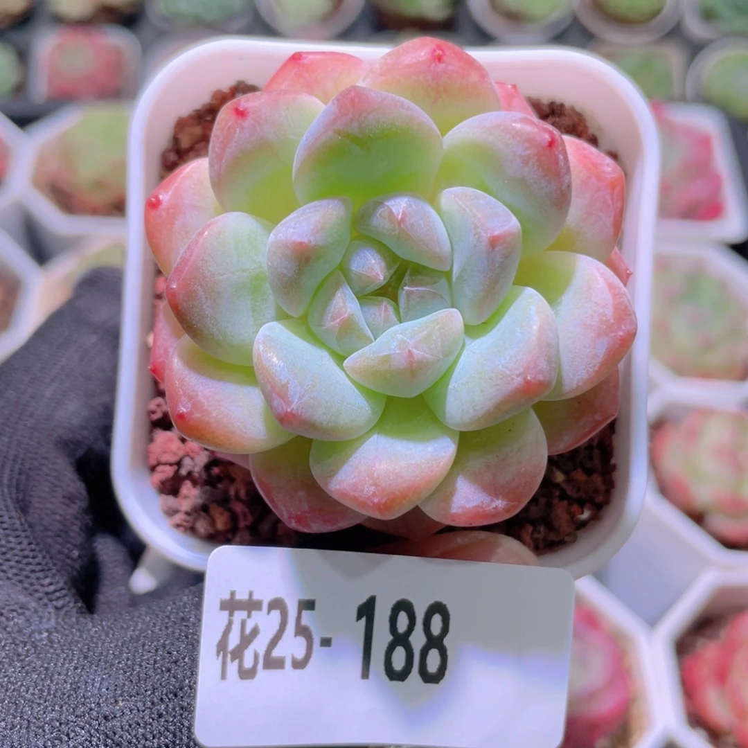 花利美25-188刚毅