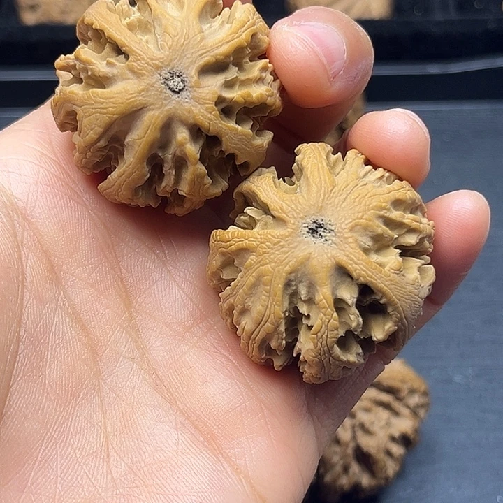 木质类秦岭突突突突突突突