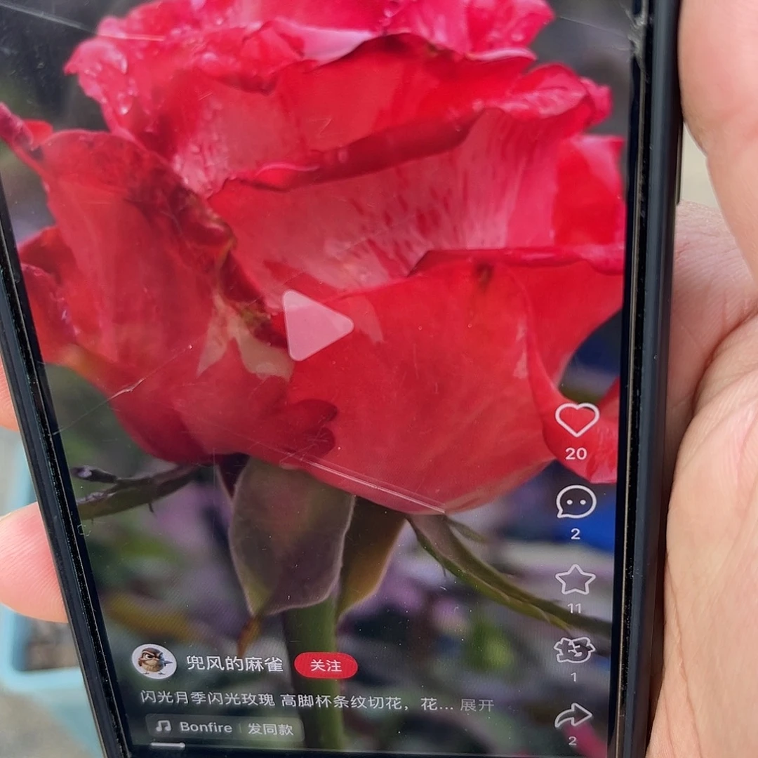 无花朵———闪光 福利了