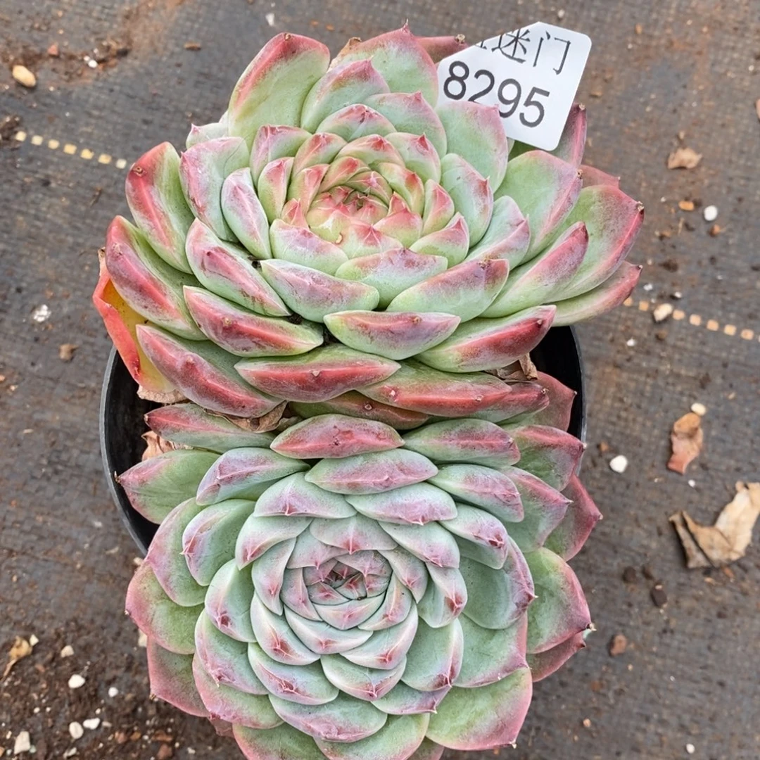 幸***家不包整散掉头8295~13厘米~散特