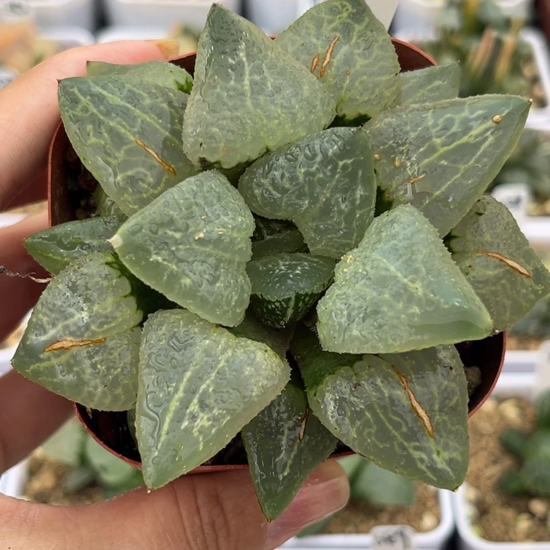 657冷泉哈哈哈哈哈哈哈