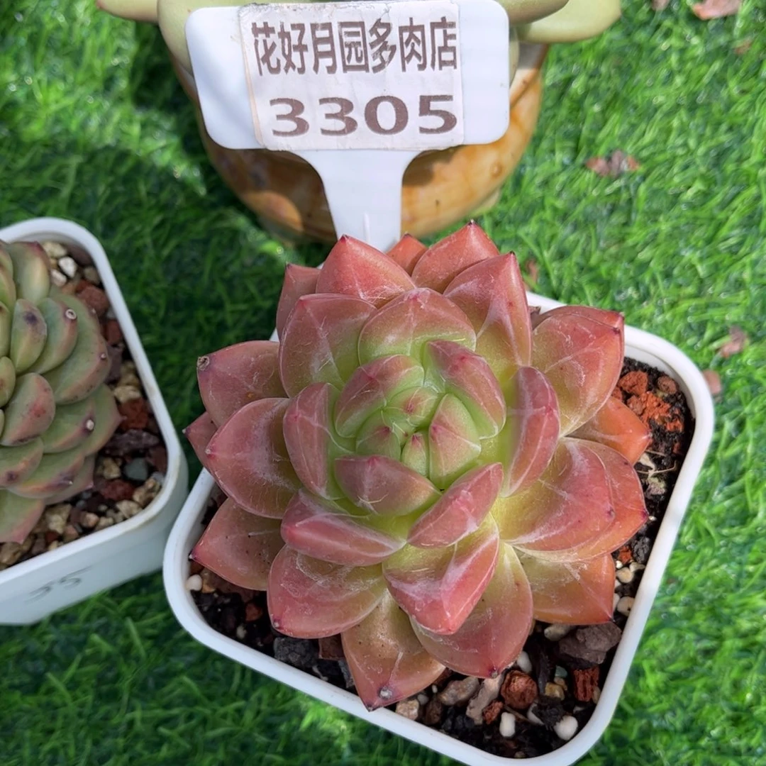 ****）多肉植物3305 一定要拍个冷链哦