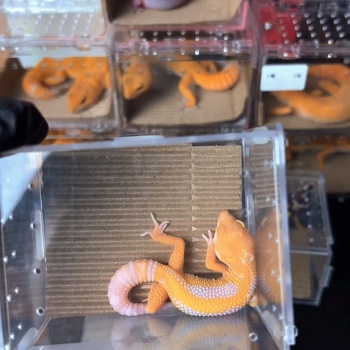 豹纹守宫豹纹守宫白黄暴龙高对比