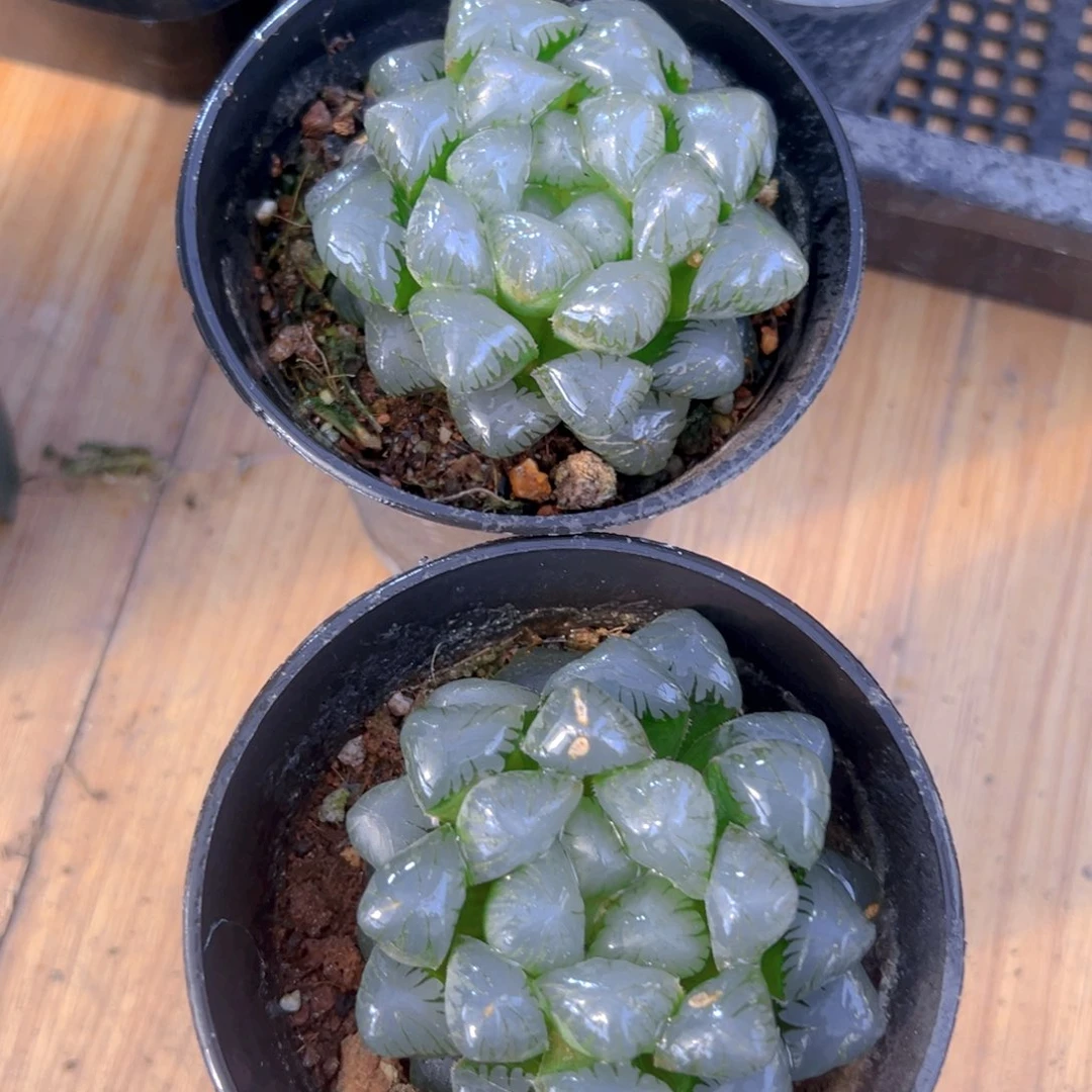 万象盆冰灯玉露一颗