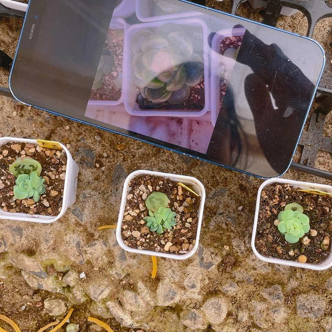 雨**曦粉2财富三头盆一个满25包邮