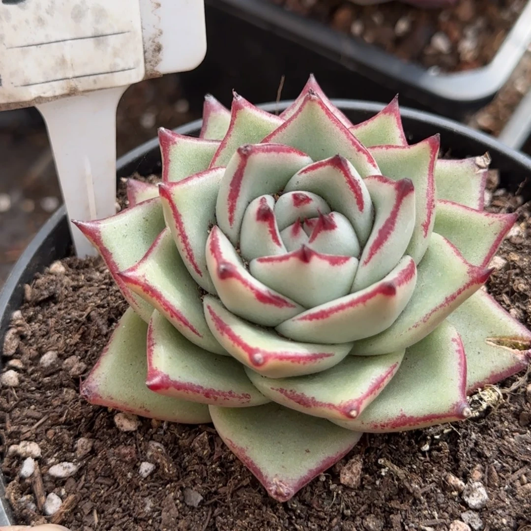 乌木900一物一拍包装收缩花旱