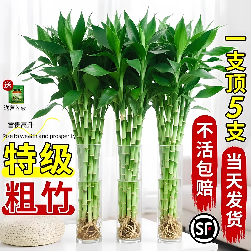 【基地直发】带根富贵竹水培养植物绿植室内盆栽客厅招财粗杆节节高