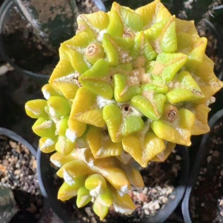 姬牡丹锦群福利仙人球