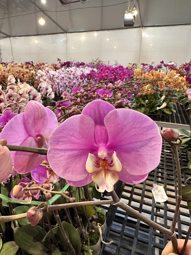 蝴蝶兰【安娜】高端花卉苗情优质艺术室内绿植广东基地盆栽直发