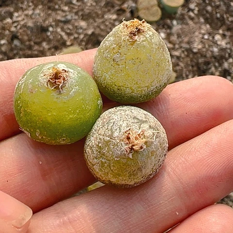 【闪购商品】25851