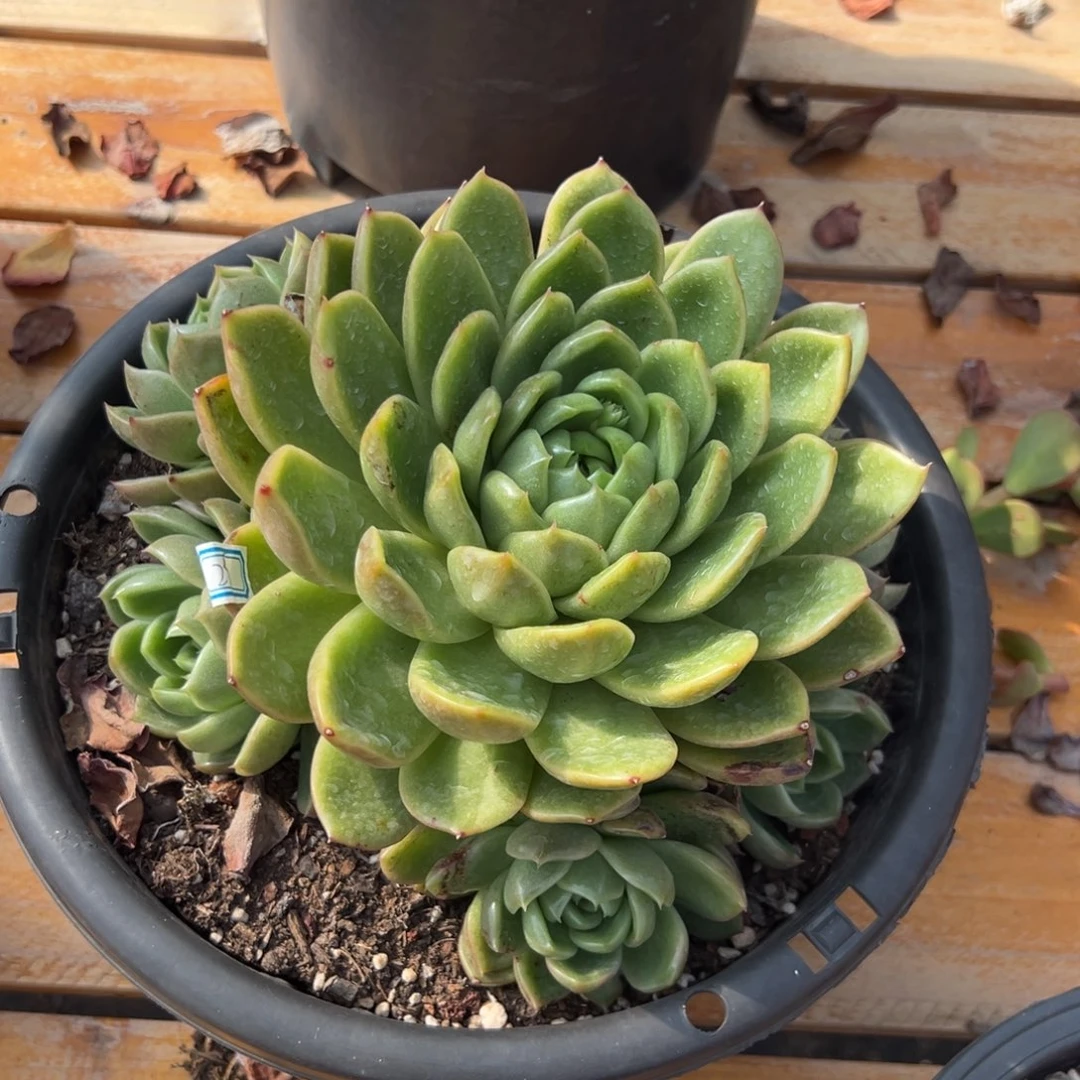 多肉植物大群白玫瑰