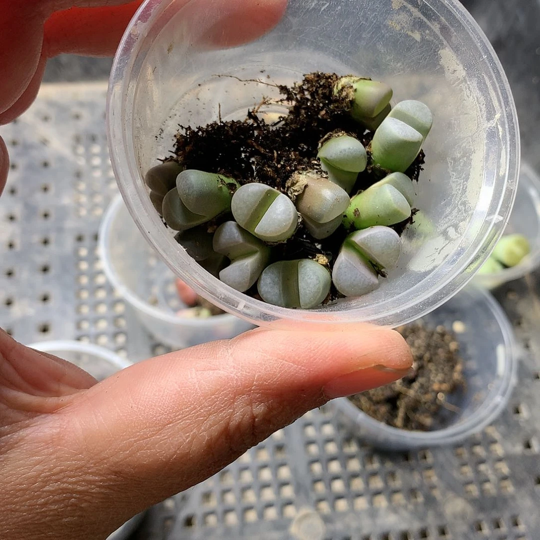 W309多肉植物保护