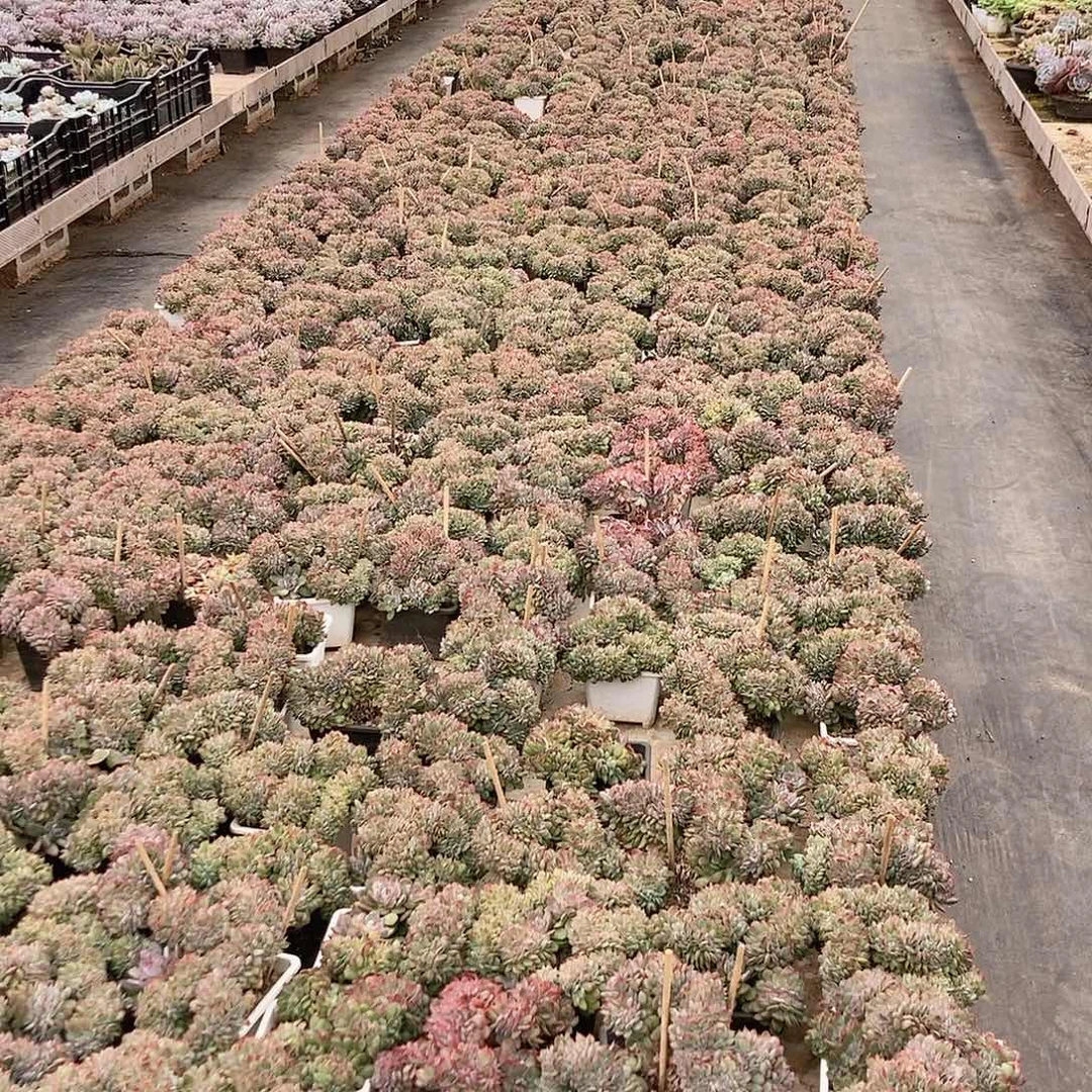 可爱玫瑰缀随机发货